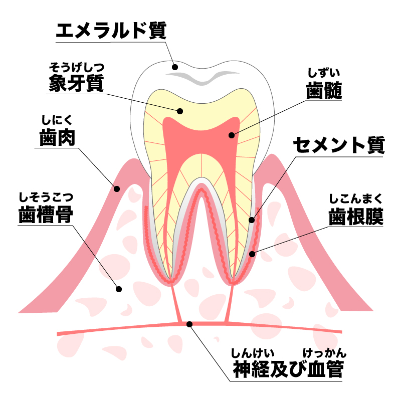 神経は残すことを最優先に